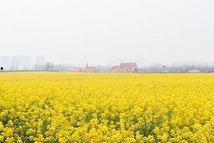 热点爆料油菜花视频,短视频记录下的春日田园风光  第2张
