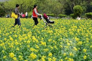 热点爆料油菜花视频,短视频记录下的春日田园风光  第3张