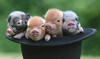 宠物猪网红吃哈密瓜,哈密瓜成新宠！  第3张